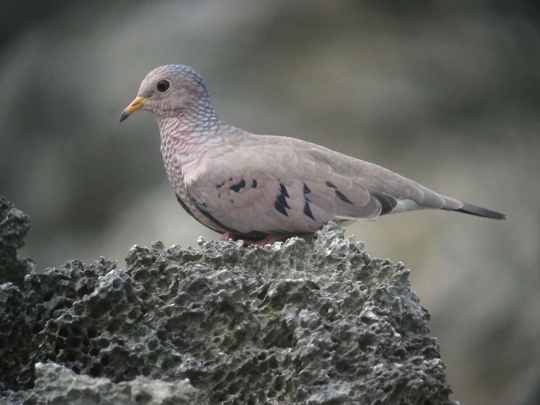 Image of Common Ground Dove