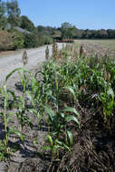 Image of sorghum