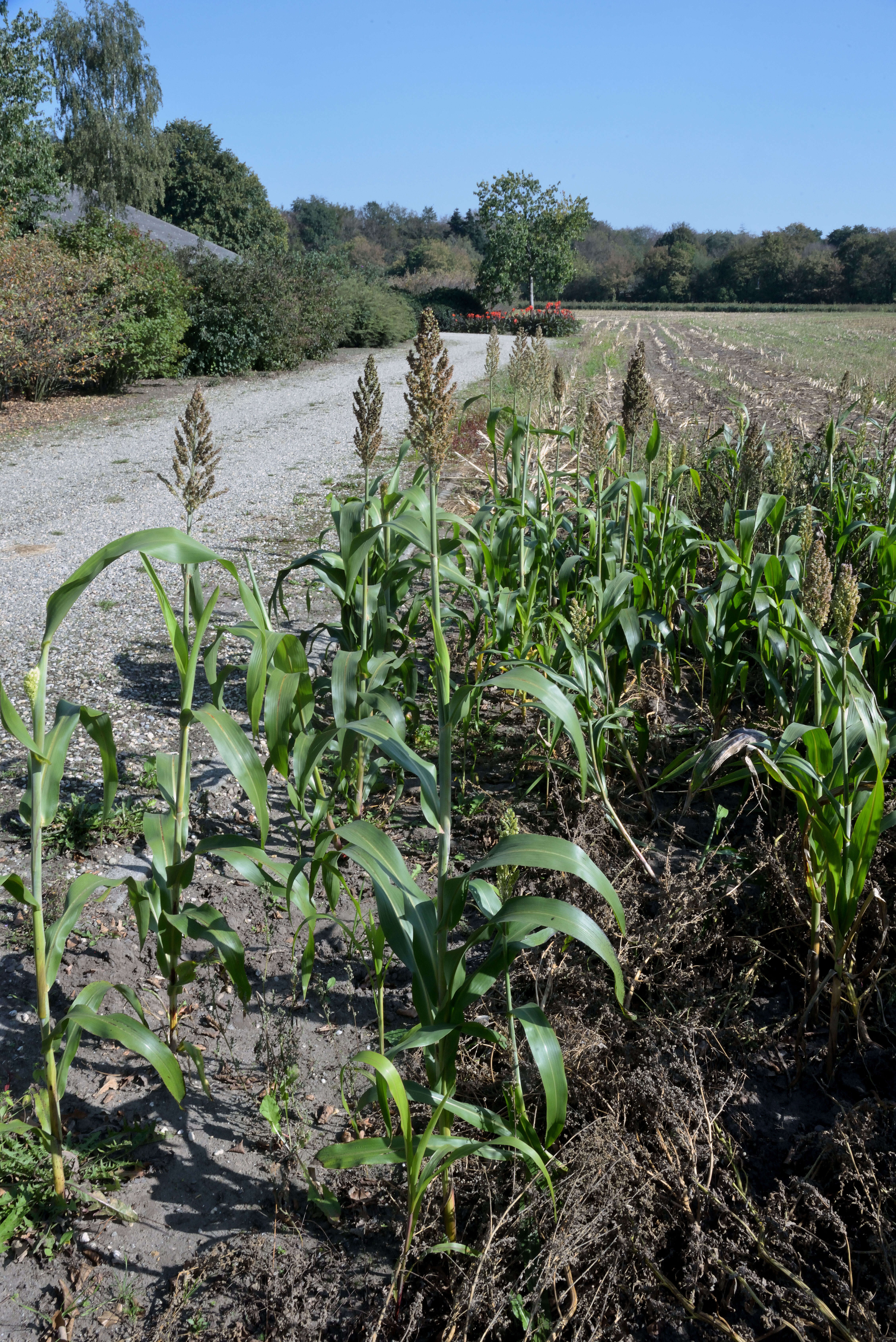 Image of sorghum