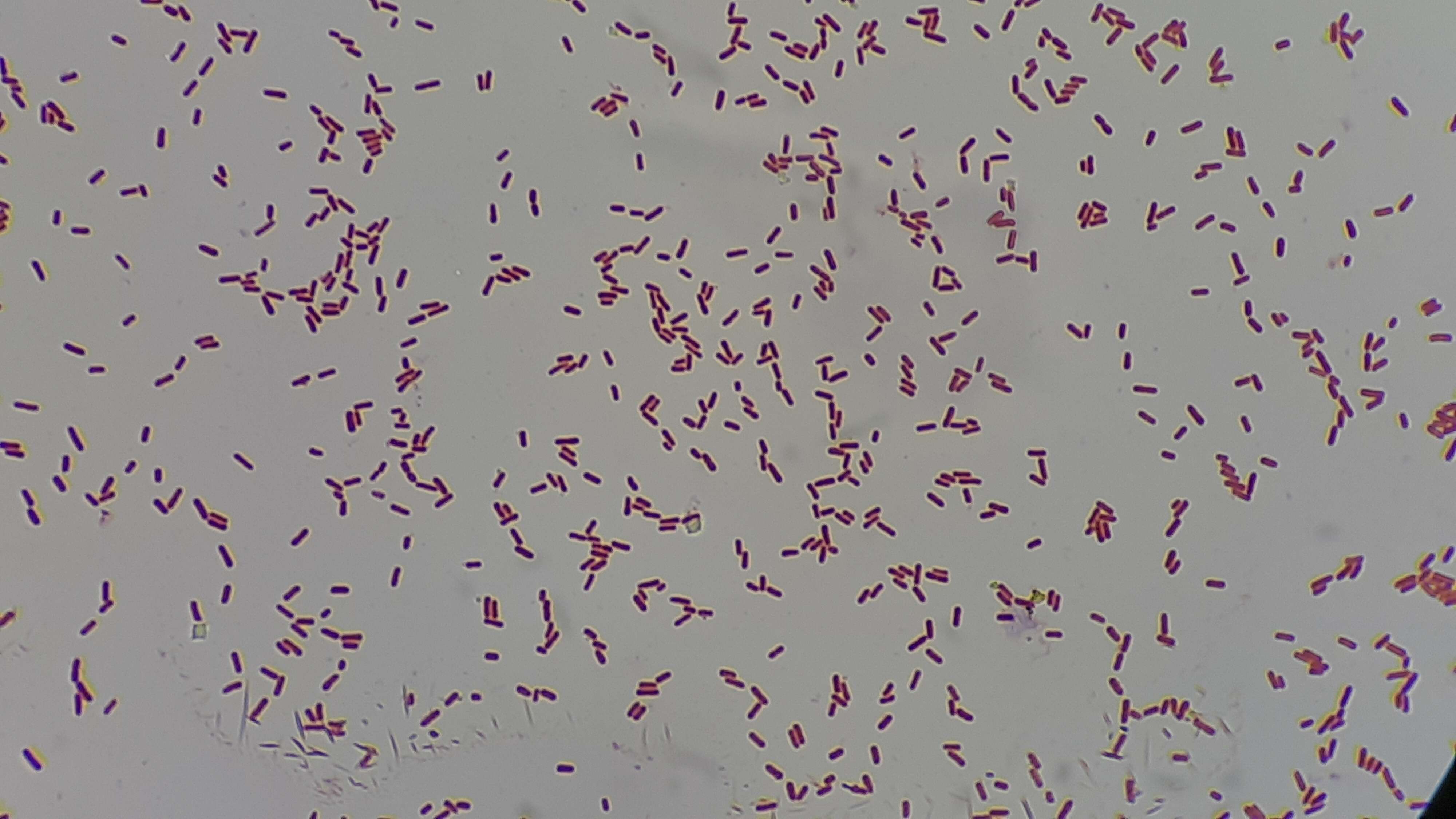 Klebsiella V. B. A. Trevisan 1885 resmi