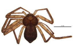 Image of Philodromus