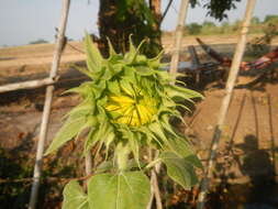 Image of common sunflower