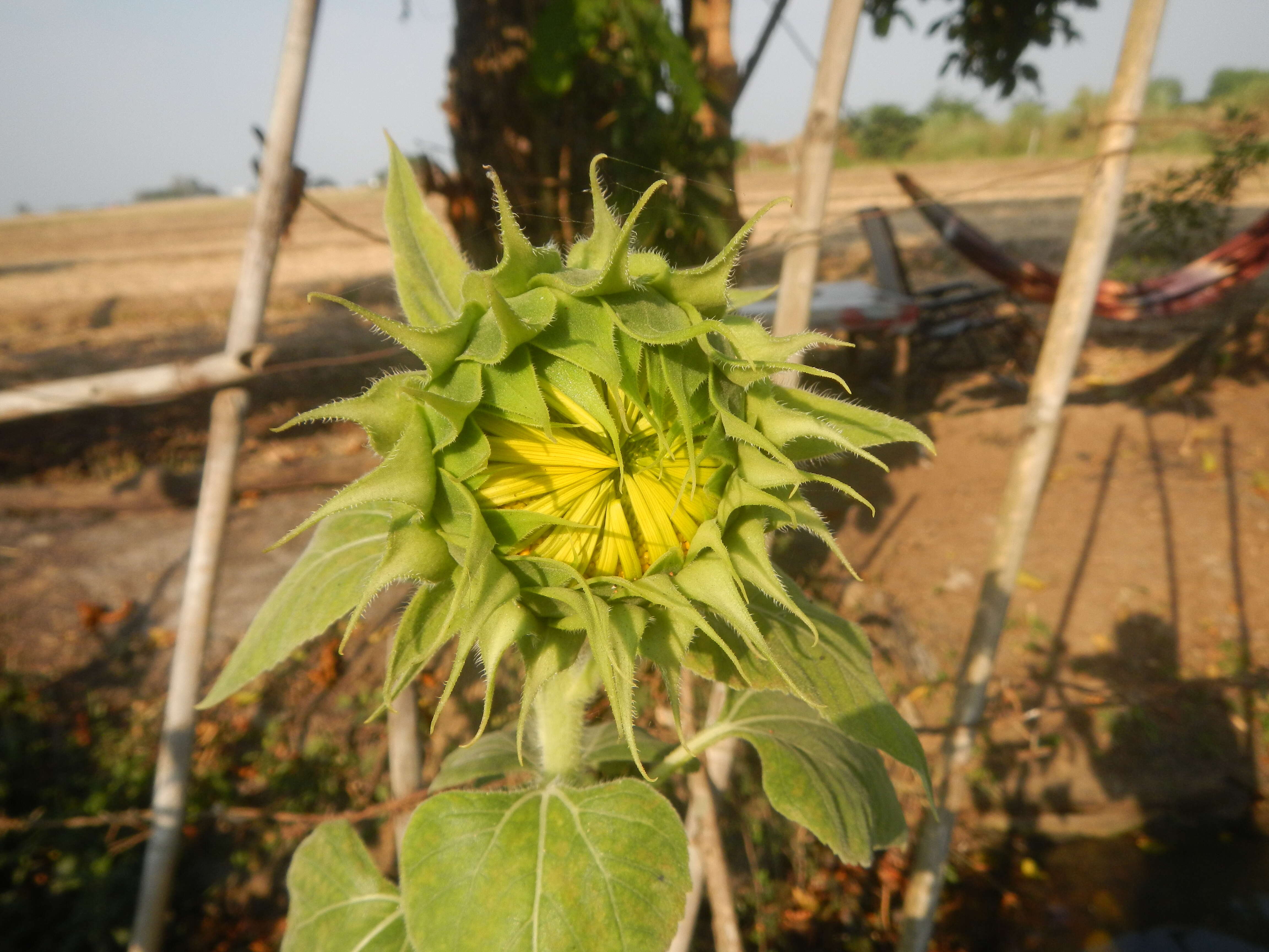 Image of common sunflower