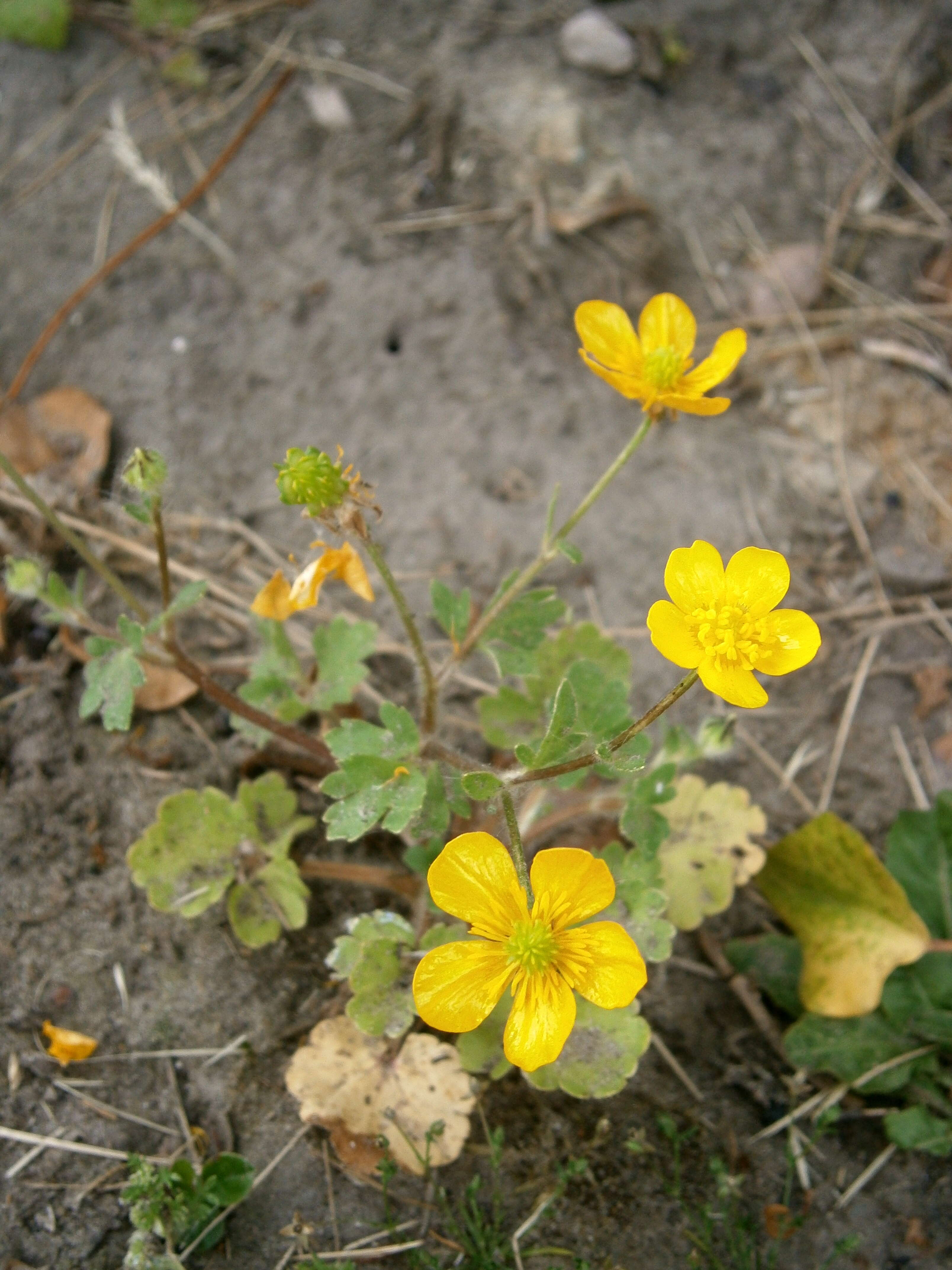 Image of hairy buttercup