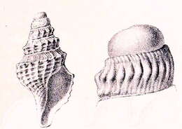 Image of Retidrillia megalacme (Sykes 1906)