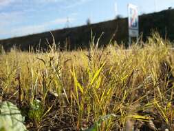 Image of Indian lovegrass