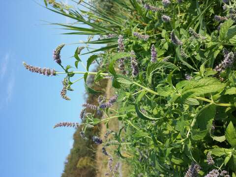 Imagem de Mentha longifolia (L.) Huds.