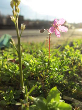 Image of Common Stork's-bill