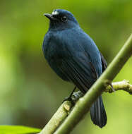 Image of Sunda Robin
