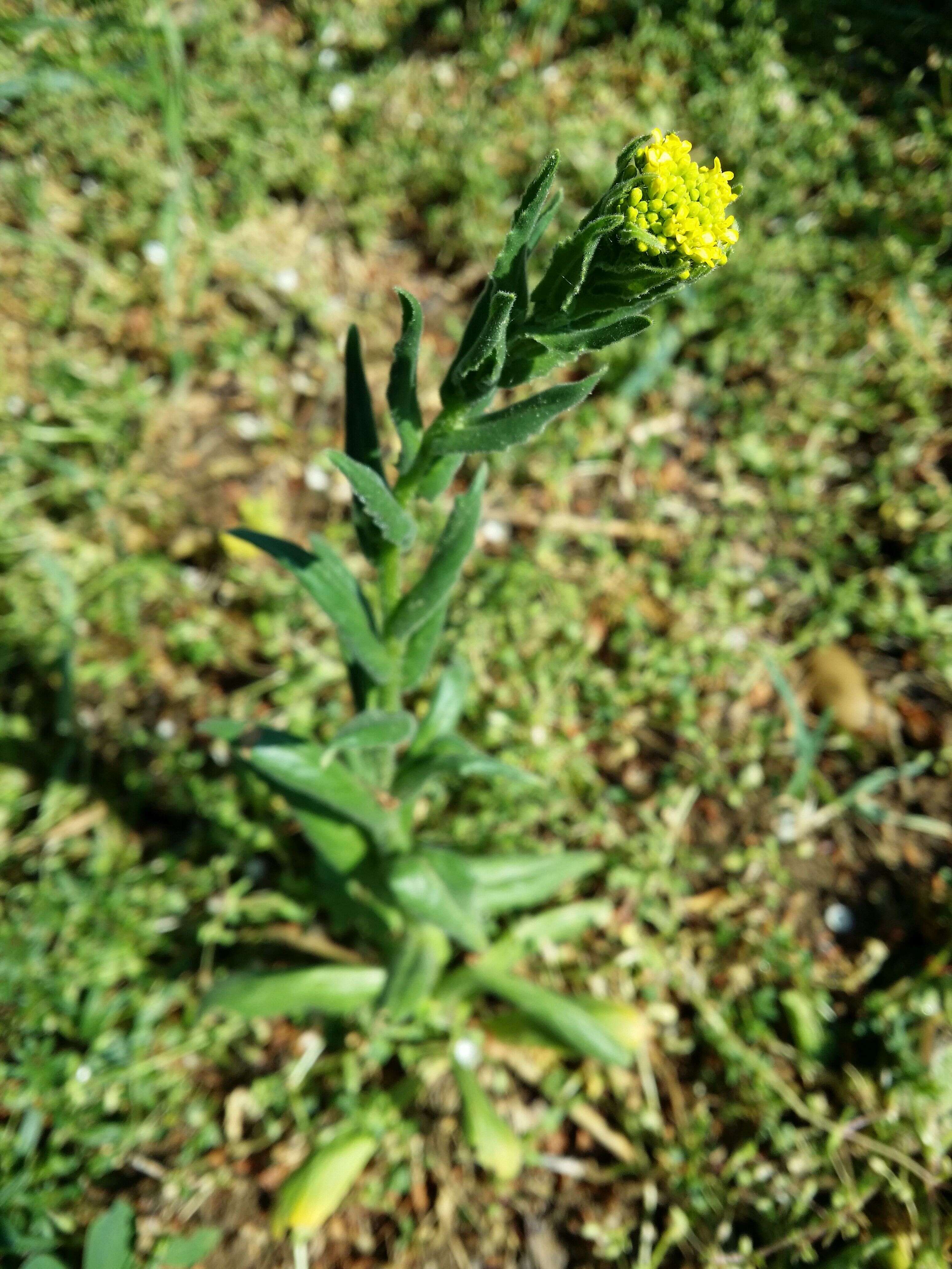 Image of ball mustard