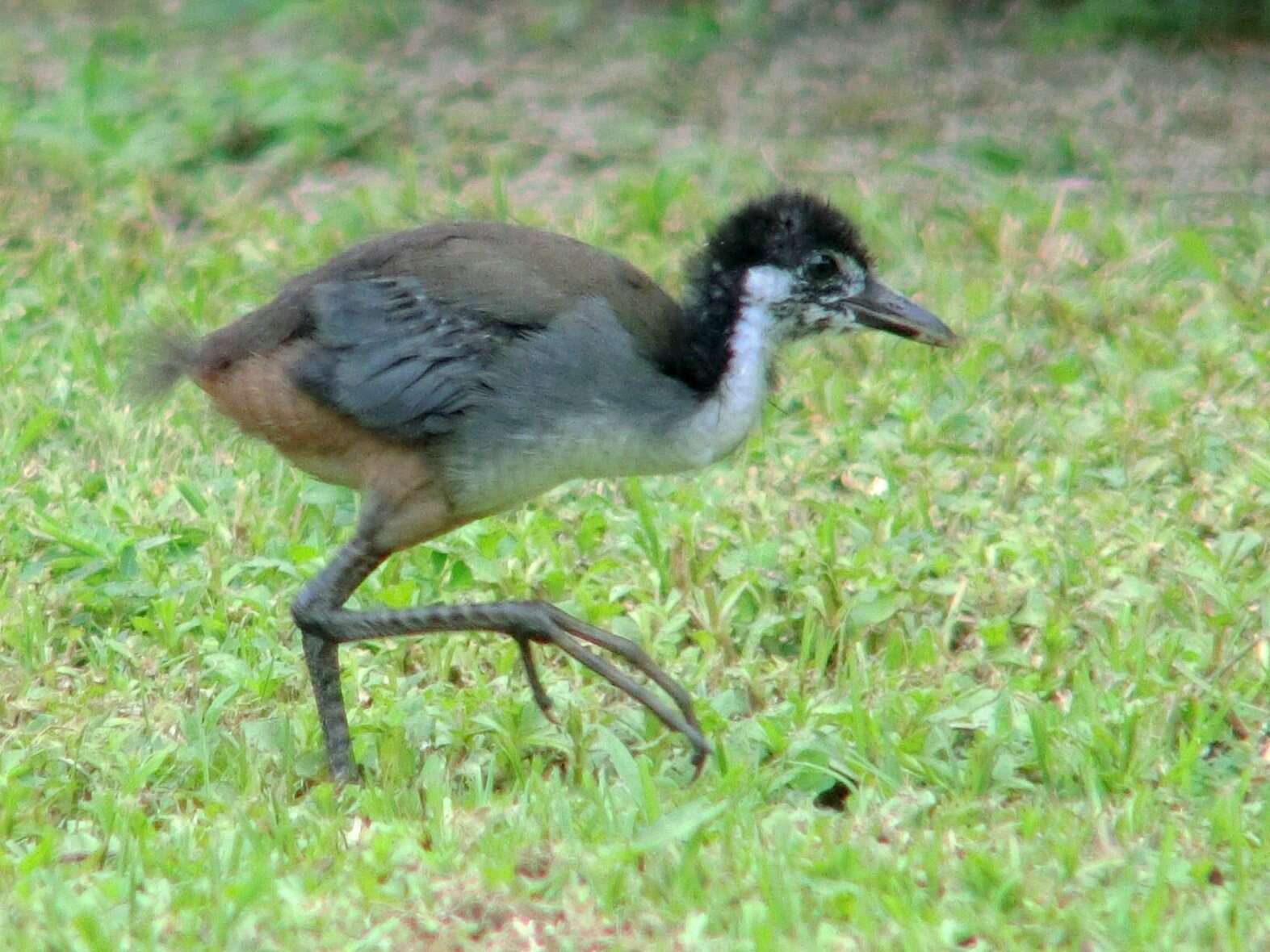 Image of White-breasted Waterhen