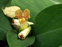 Image of stepladder ginger