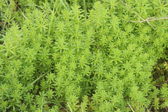 Image of Goosegrass