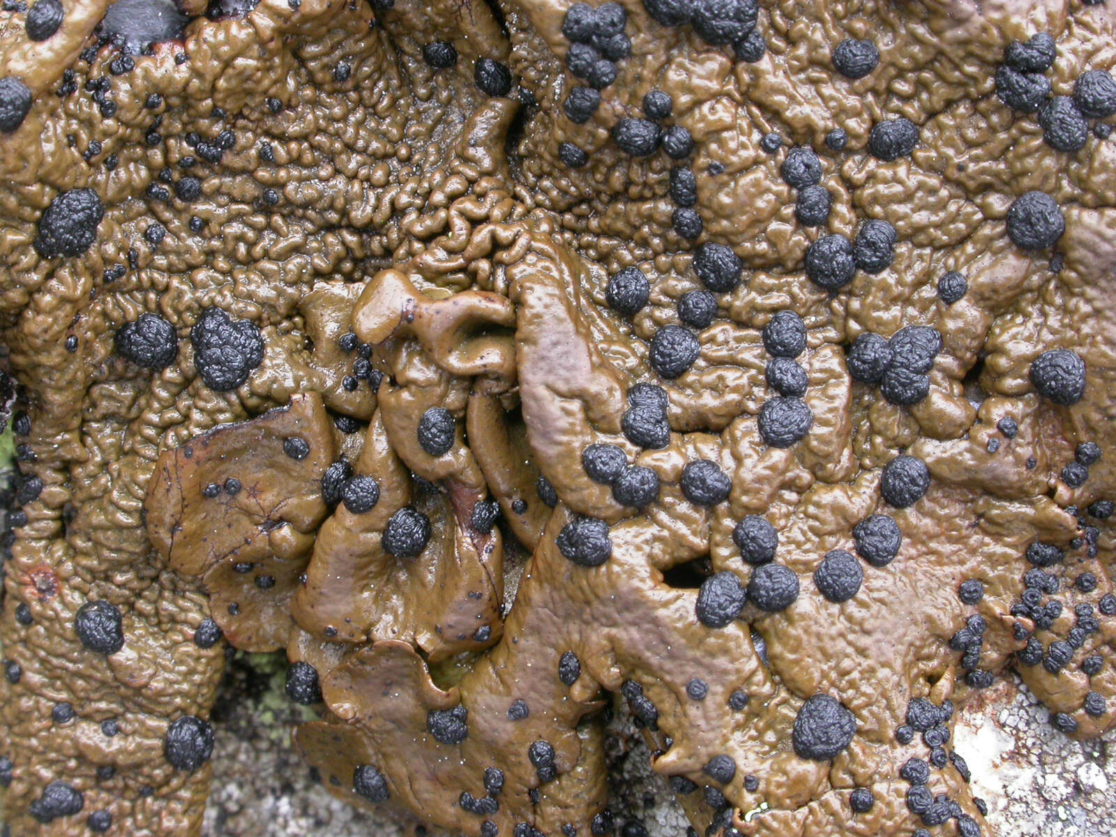 Image of Blistered rock tripe lichen