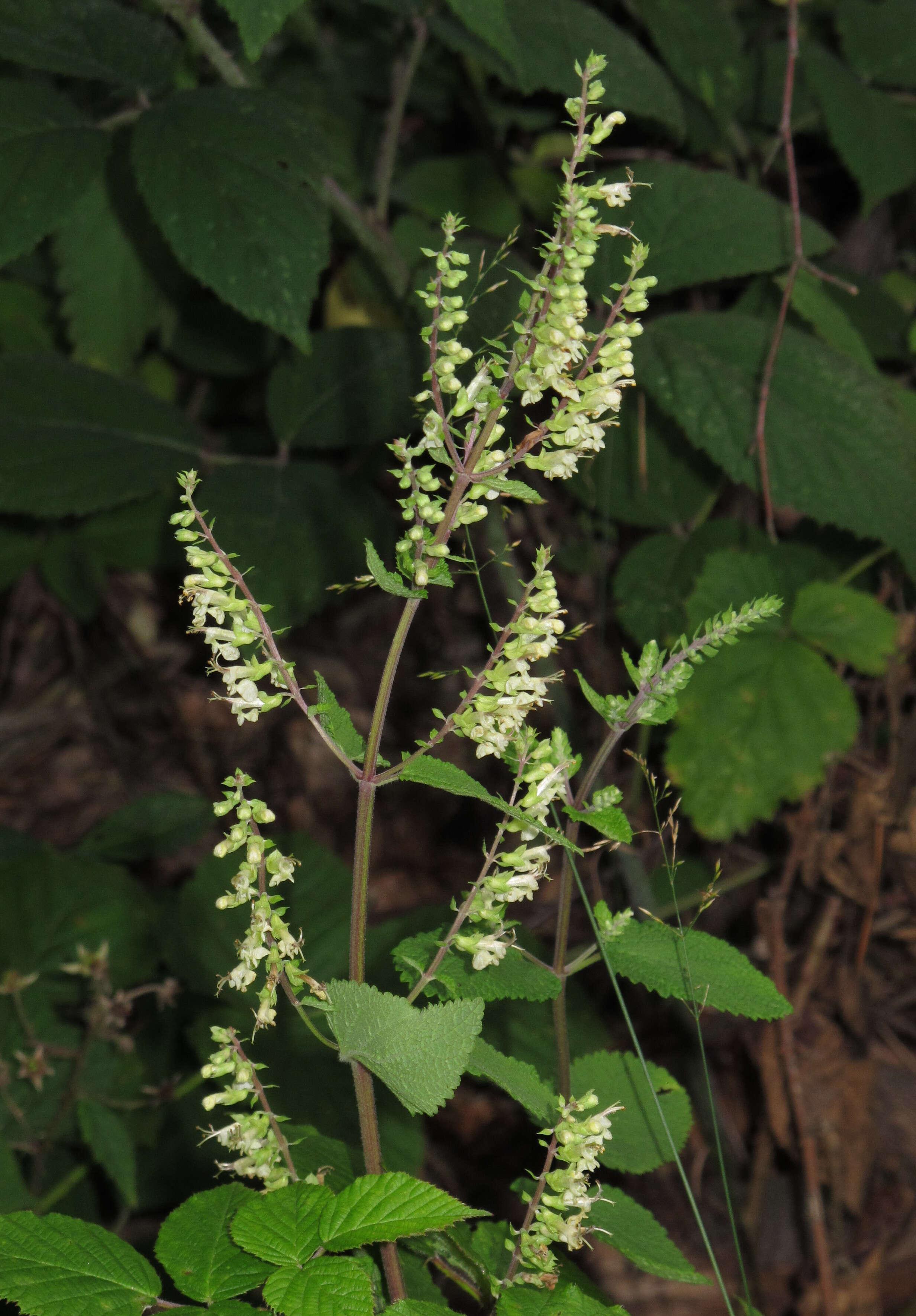Слика од Teucrium scorodonia L.