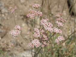 Imagem de Eriogonum fasciculatum Benth.