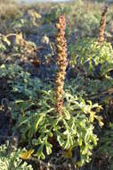 Image of ragweed