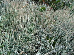 Image of cup lichen