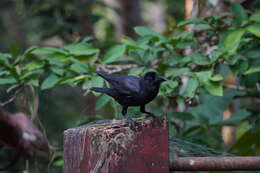 صورة Corvus culminatus Sykes 1832