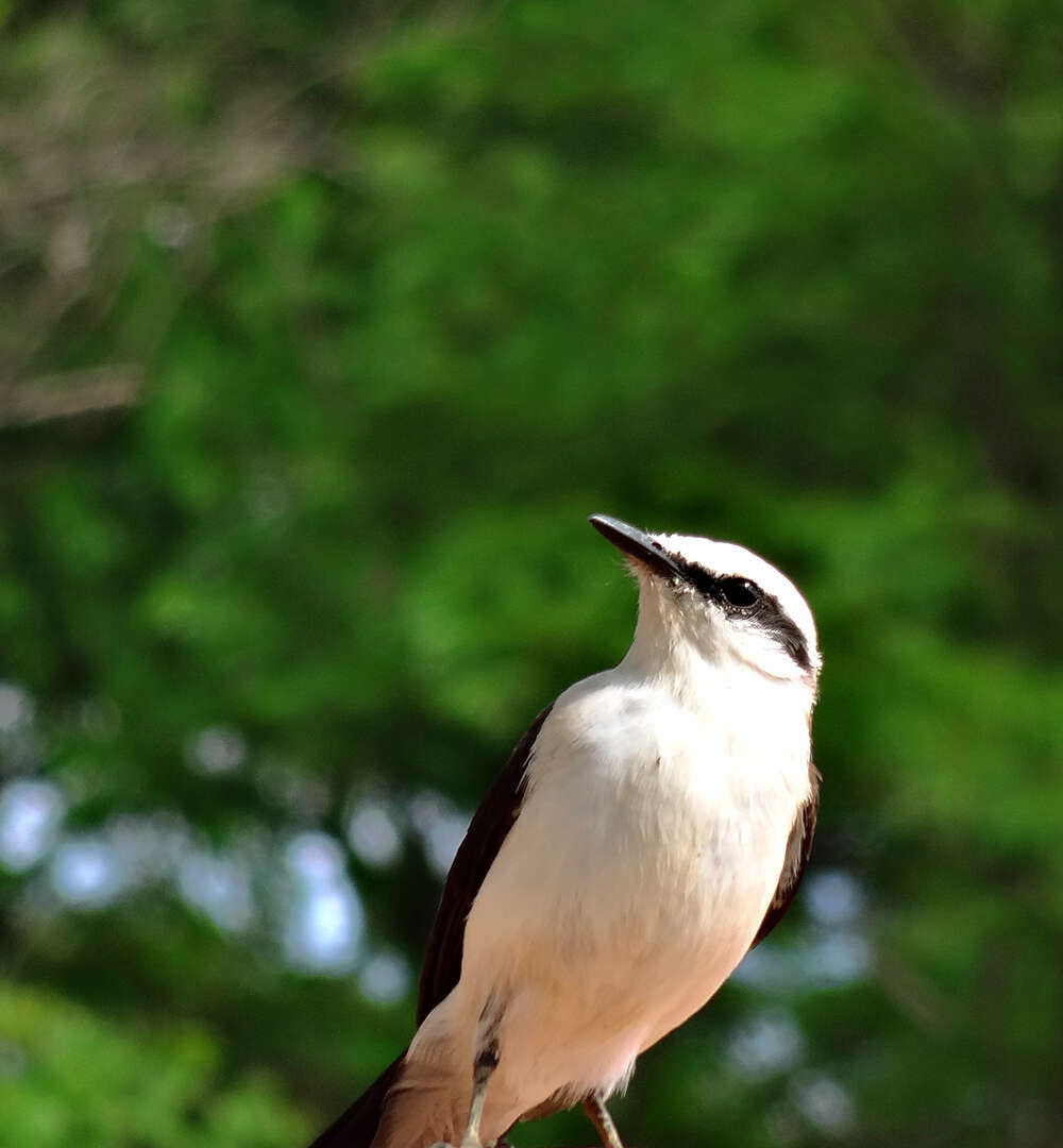 Image of Fluvicola Swainson 1827