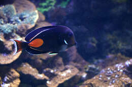 Image of Achilles Tang