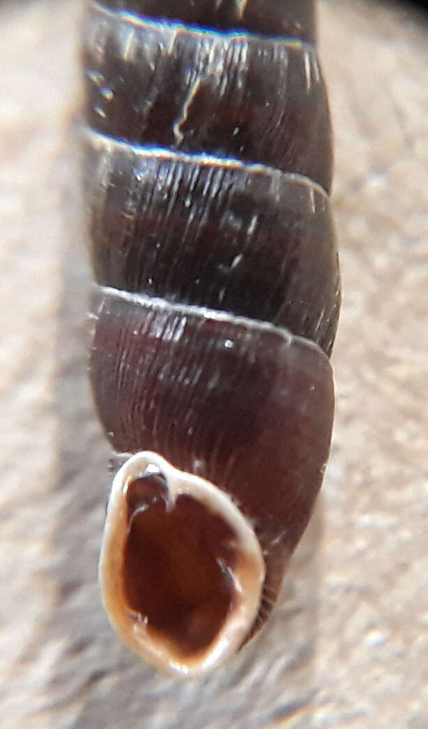 Image of two-toothed door snail