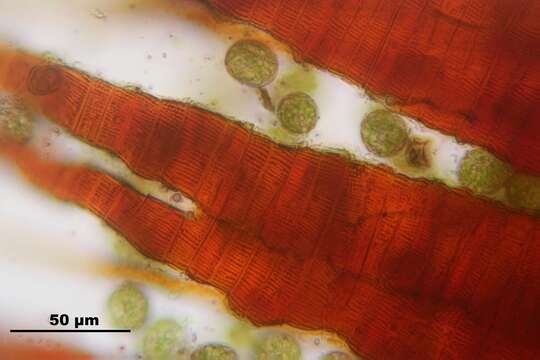 Image of dichodontium moss