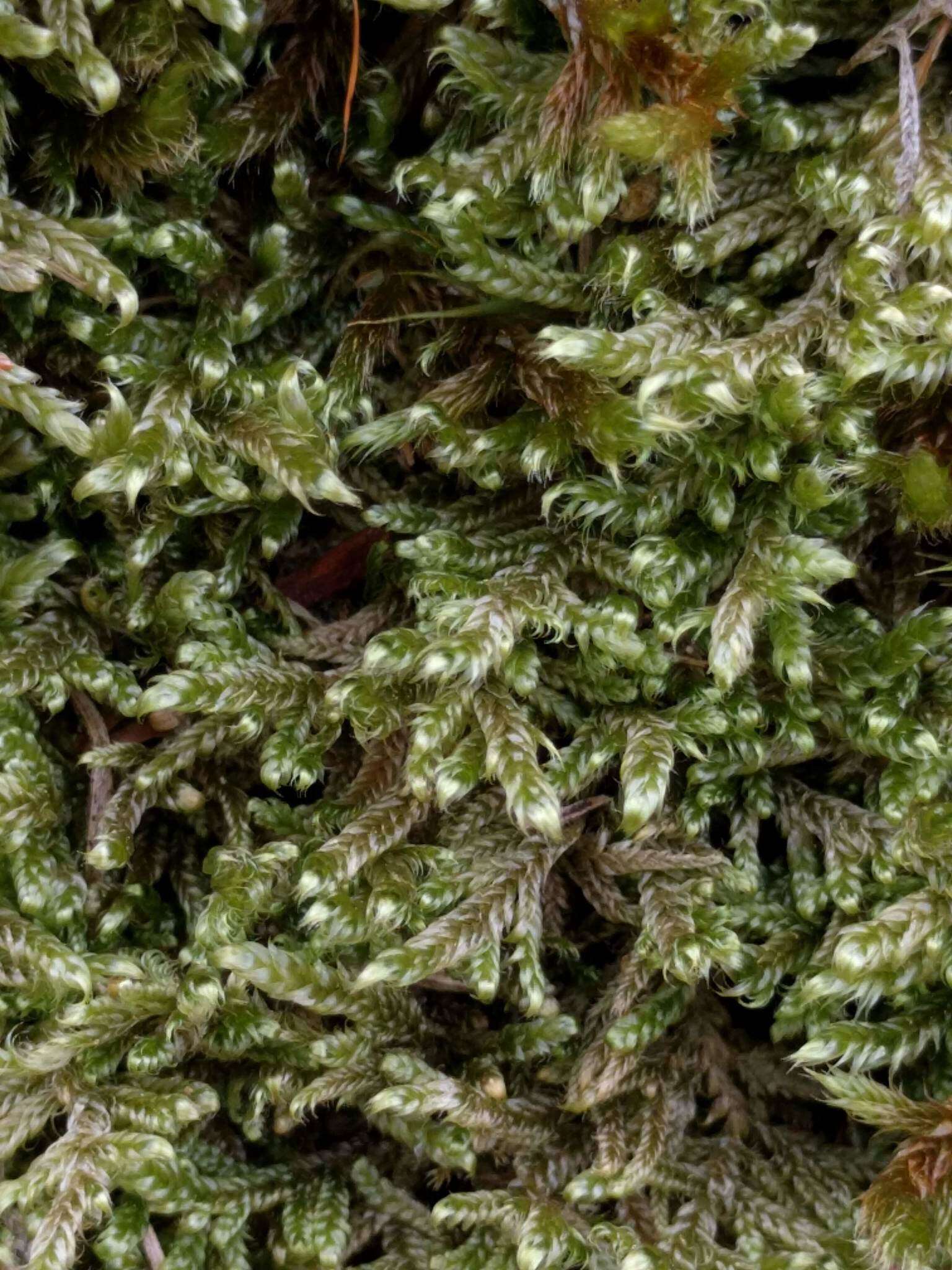 Image of hypnum moss