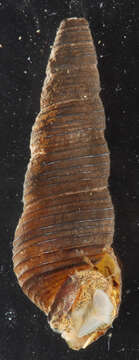 Image of Elimia virginica (Say 1817)