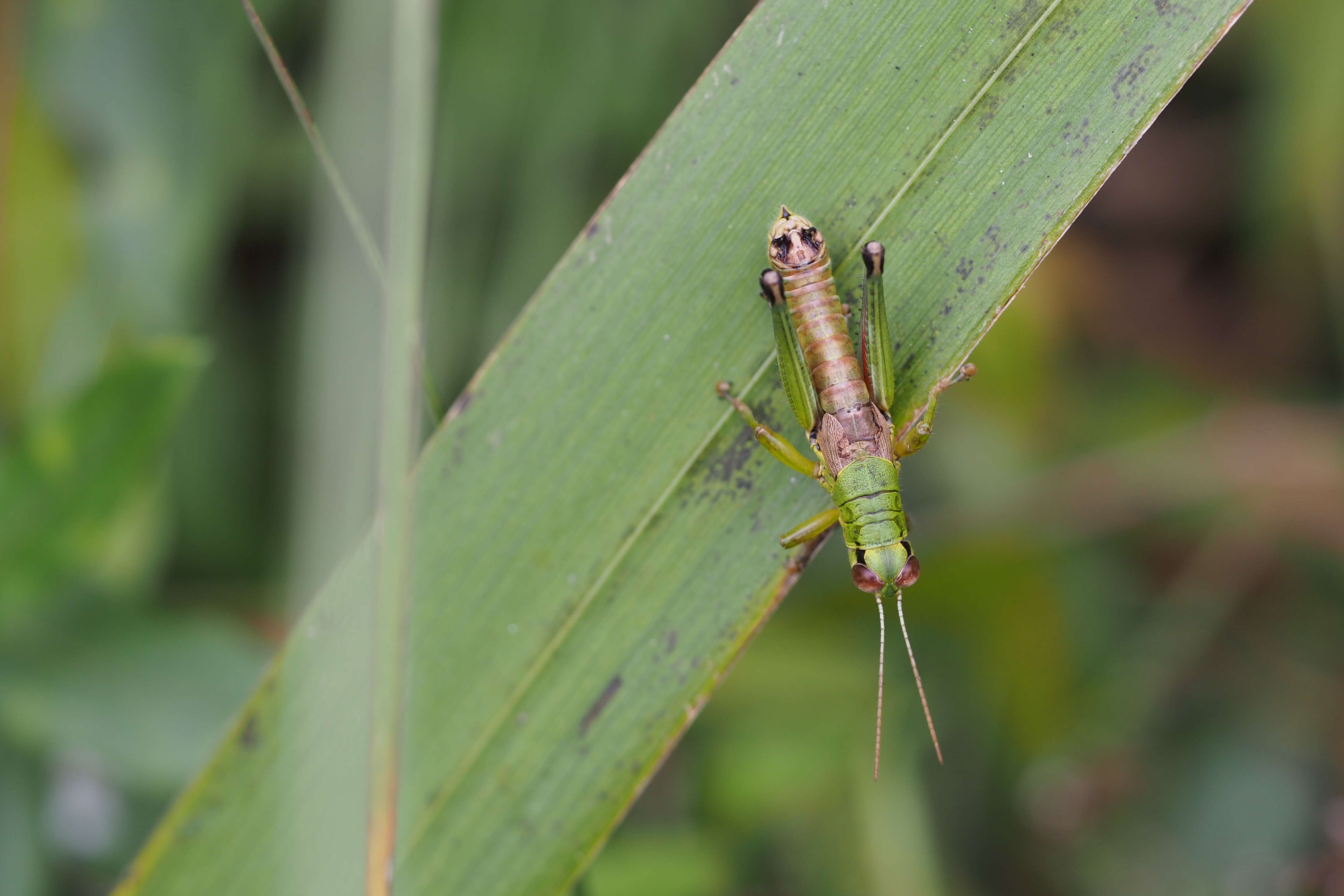 Image of Parapodisma