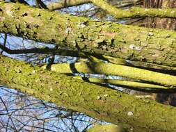 Image of Cornelian cherry dogwood