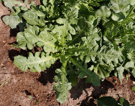 Image de Limonium sinuatum (L.) Miller