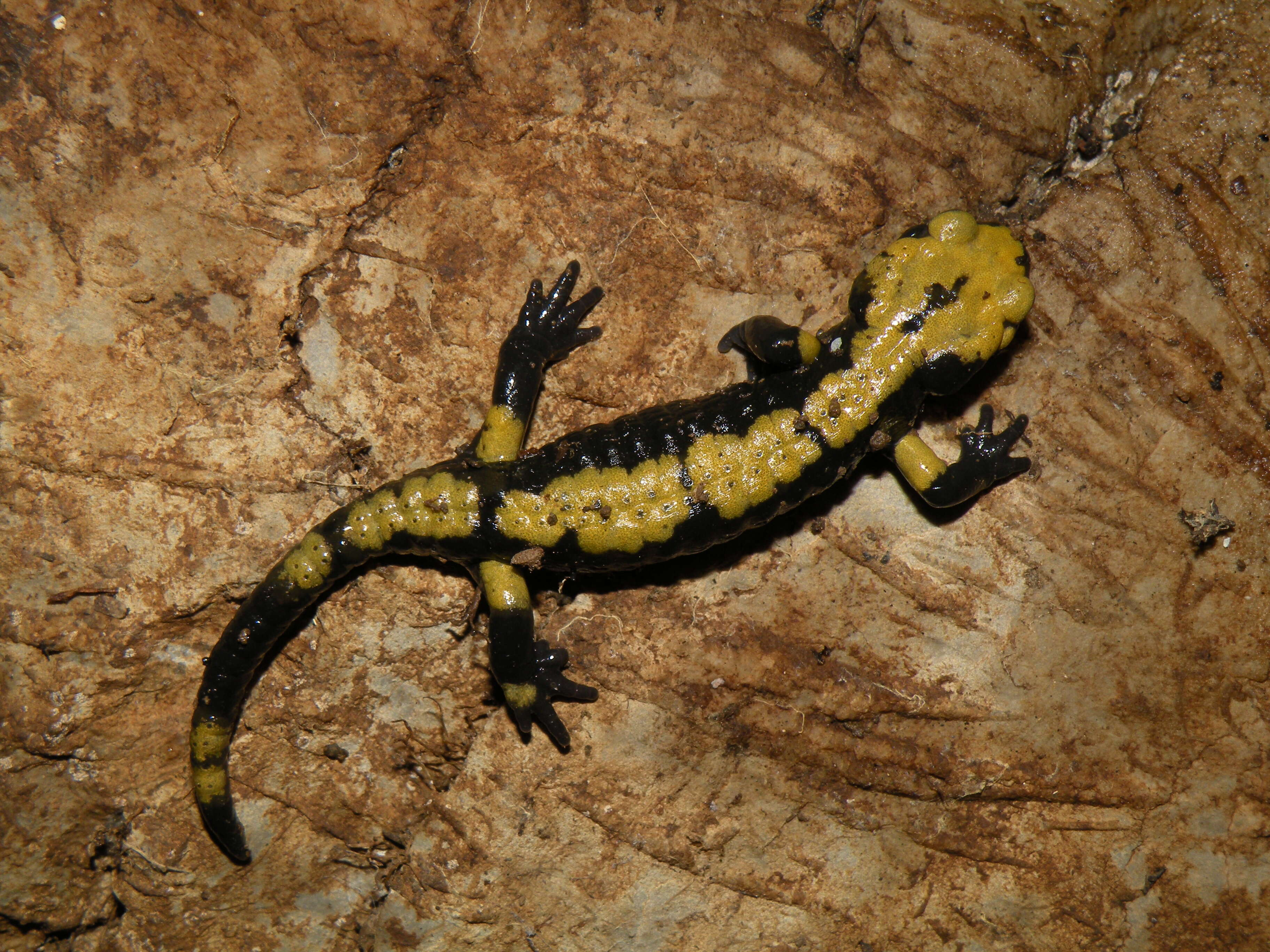 Image of Salamandra atra aurorae