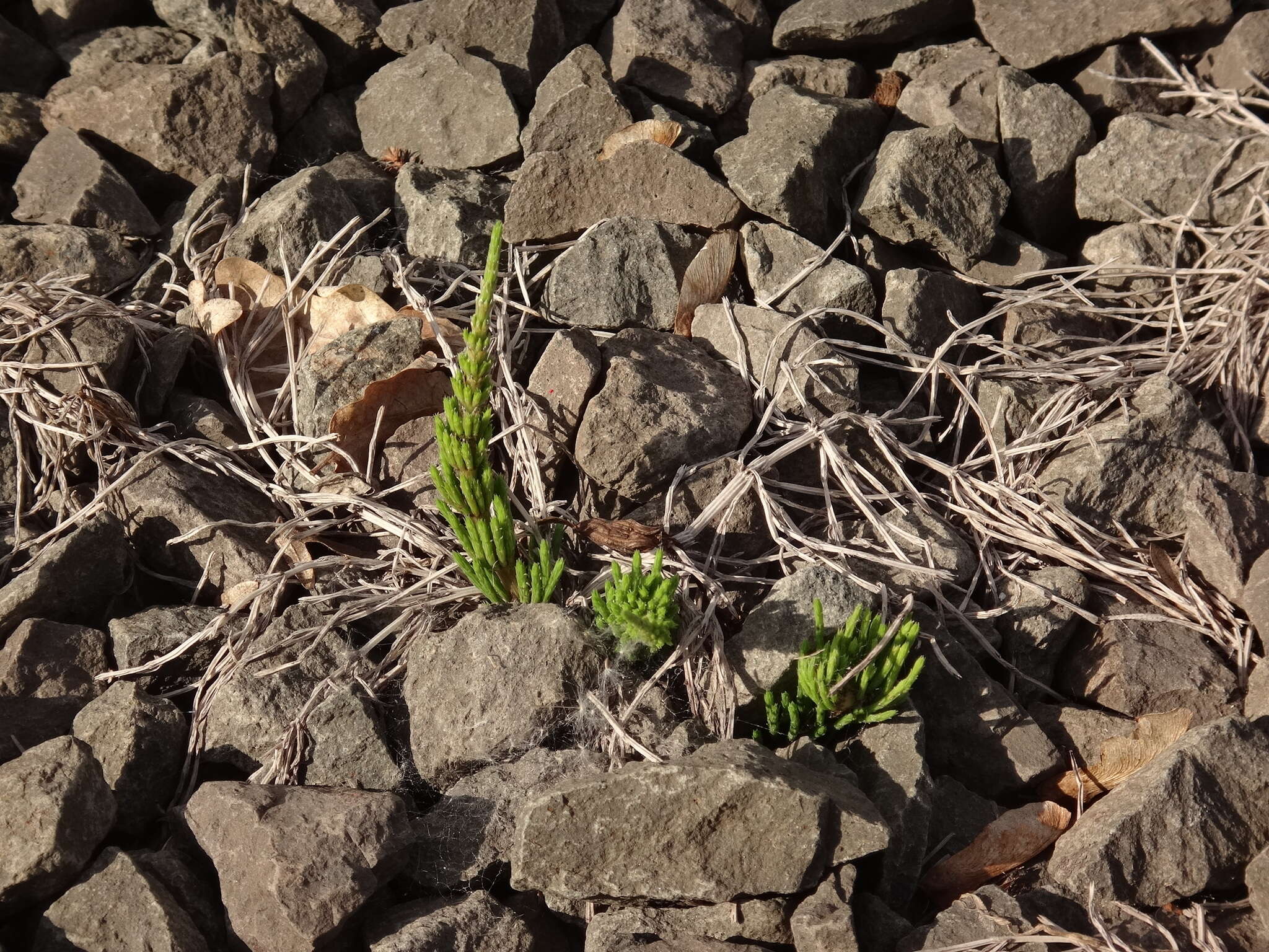 Image of field horsetail