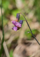 Image of spring pea