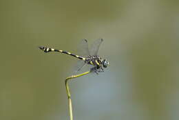 صورة Ictinogomphus rapax (Rambur 1842)