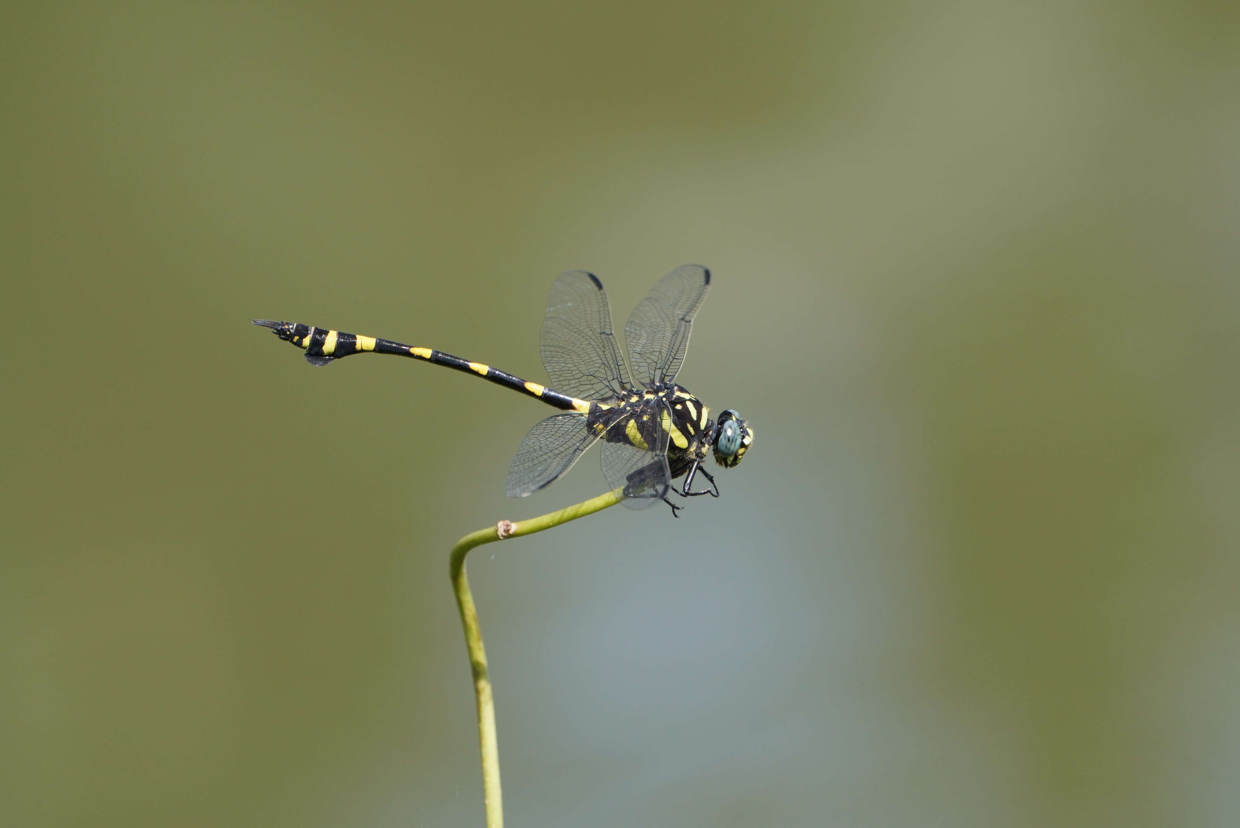 صورة Ictinogomphus rapax (Rambur 1842)