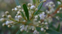 Plancia ëd Logania albiflora (Andrews & Jacks.) Druce