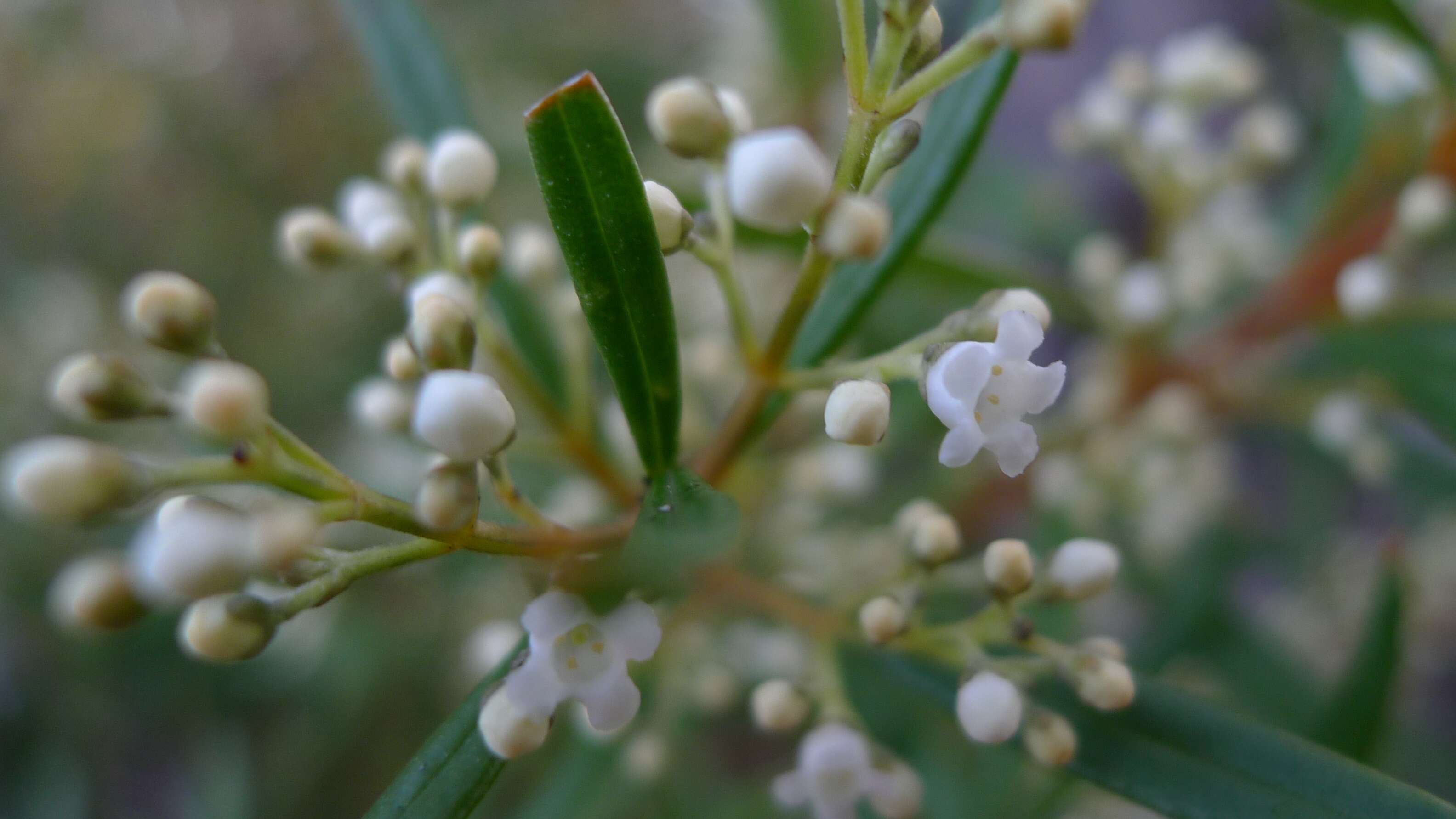 Plancia ëd Logania albiflora (Andrews & Jacks.) Druce