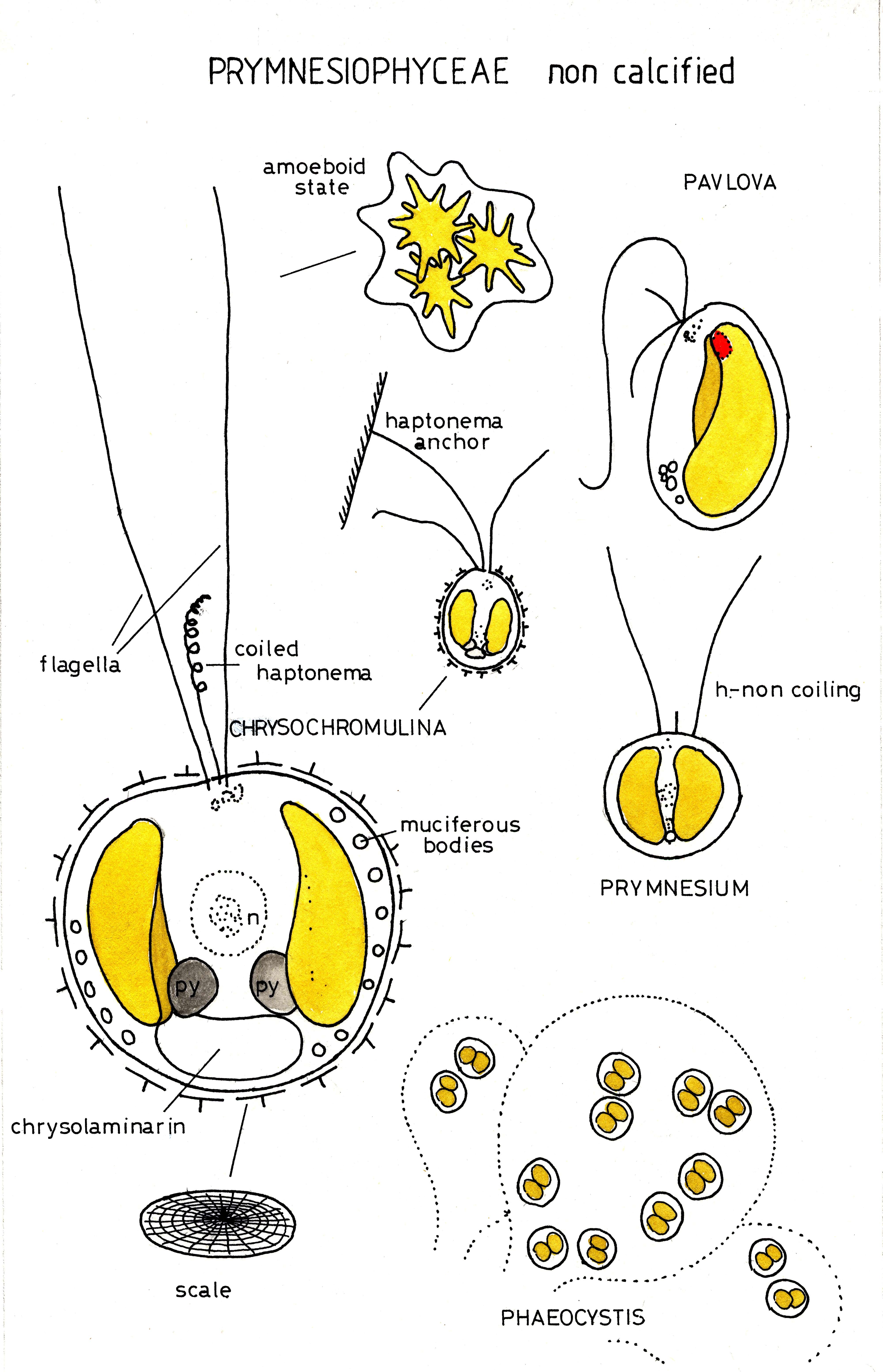 Image de Prymnesiophyceae