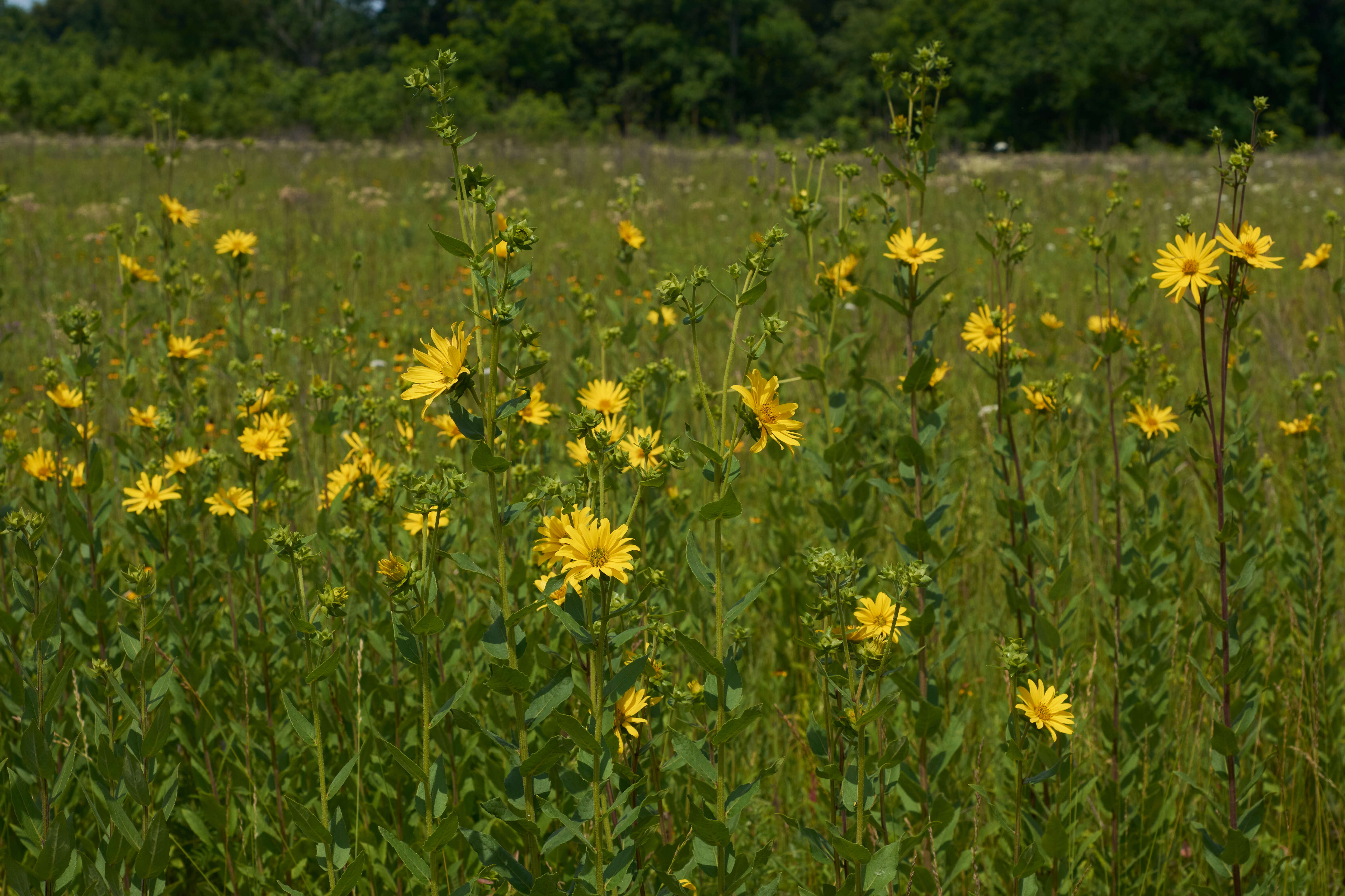 Image of roughstem rosinweed