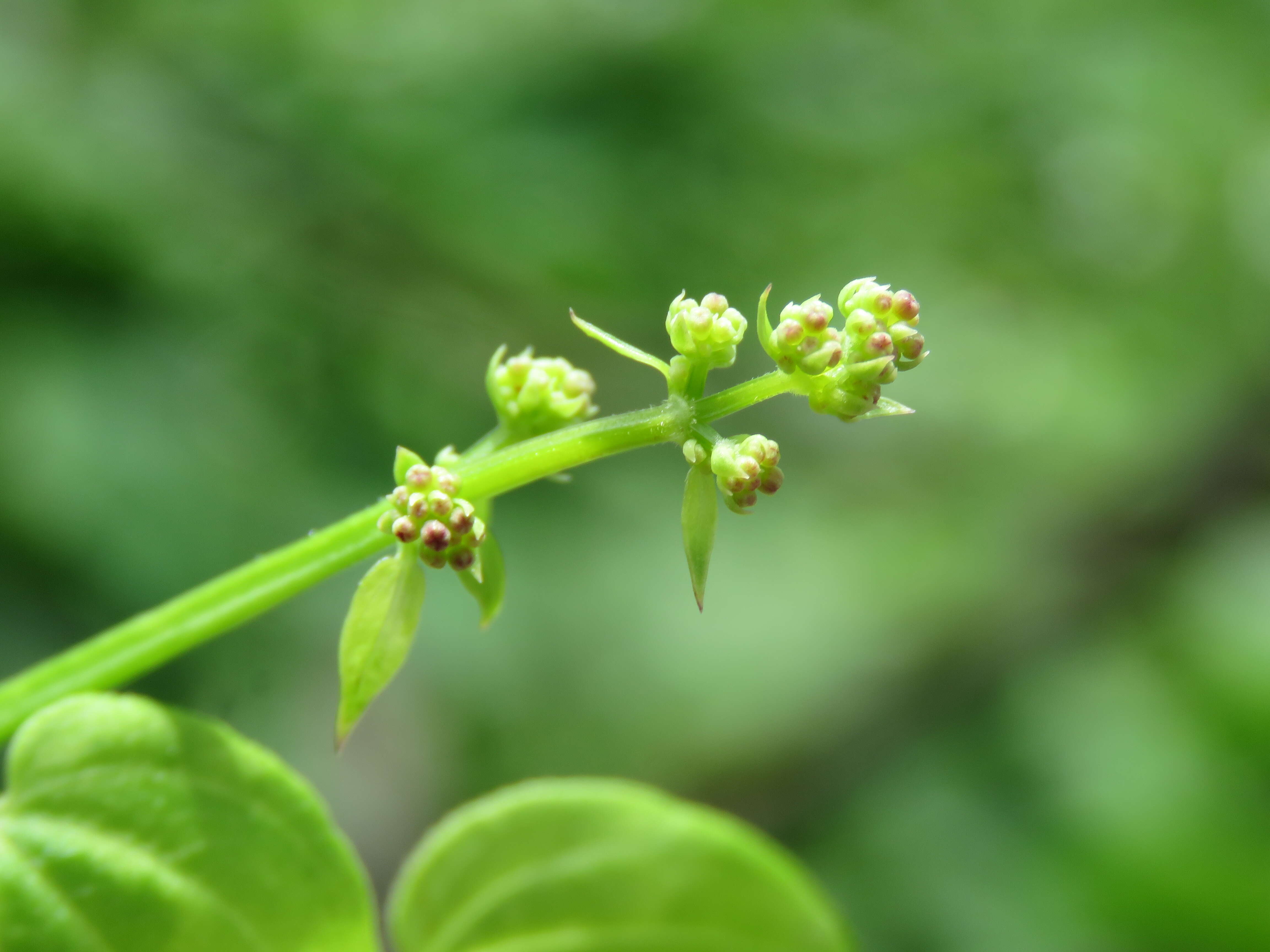 Plancia ëd Rubia cordifolia L.