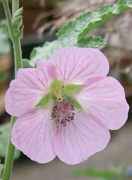 Imagem de Anisodontea capensis (L.) D. M. Bates