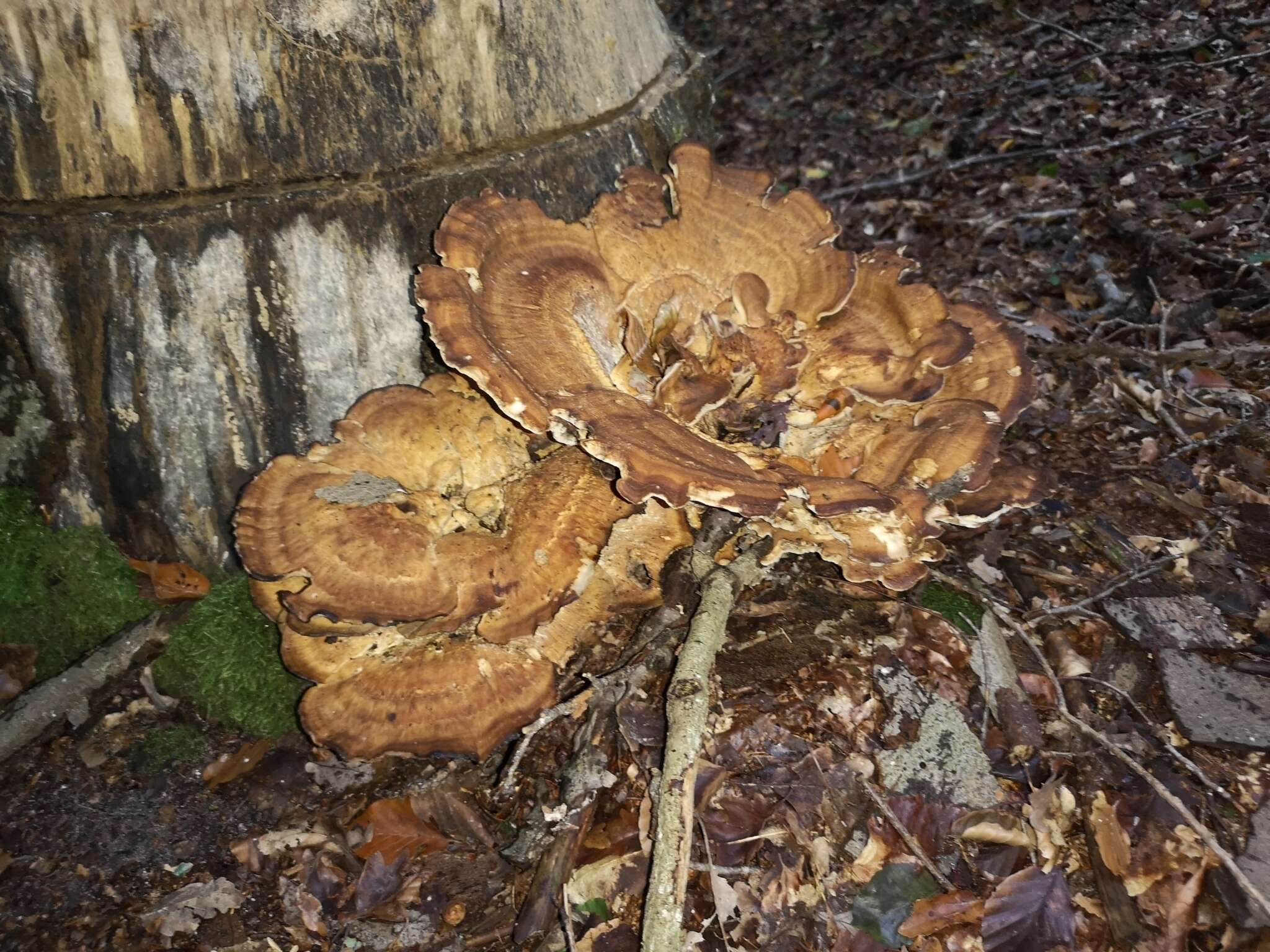 Image de Polypore géant