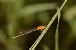 Imagem de Agriocnemis pygmaea (Rambur 1842)