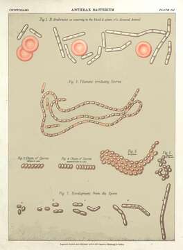 Image of Bacillus anthracis