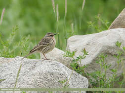 Image of Rosy Pipit