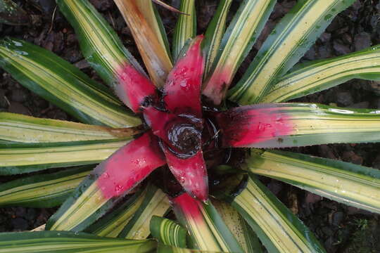 Image of Neoregelia carolinae (Beer) L. B. Sm.