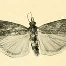 Image of Selagia uralensis Rebel 1910