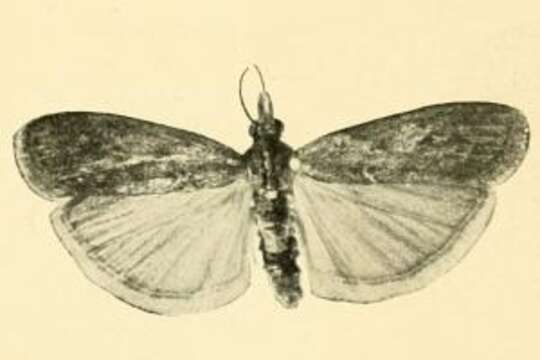 Image of Selagia uralensis Rebel 1910